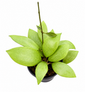 Hoya Erythrostemma Silver
