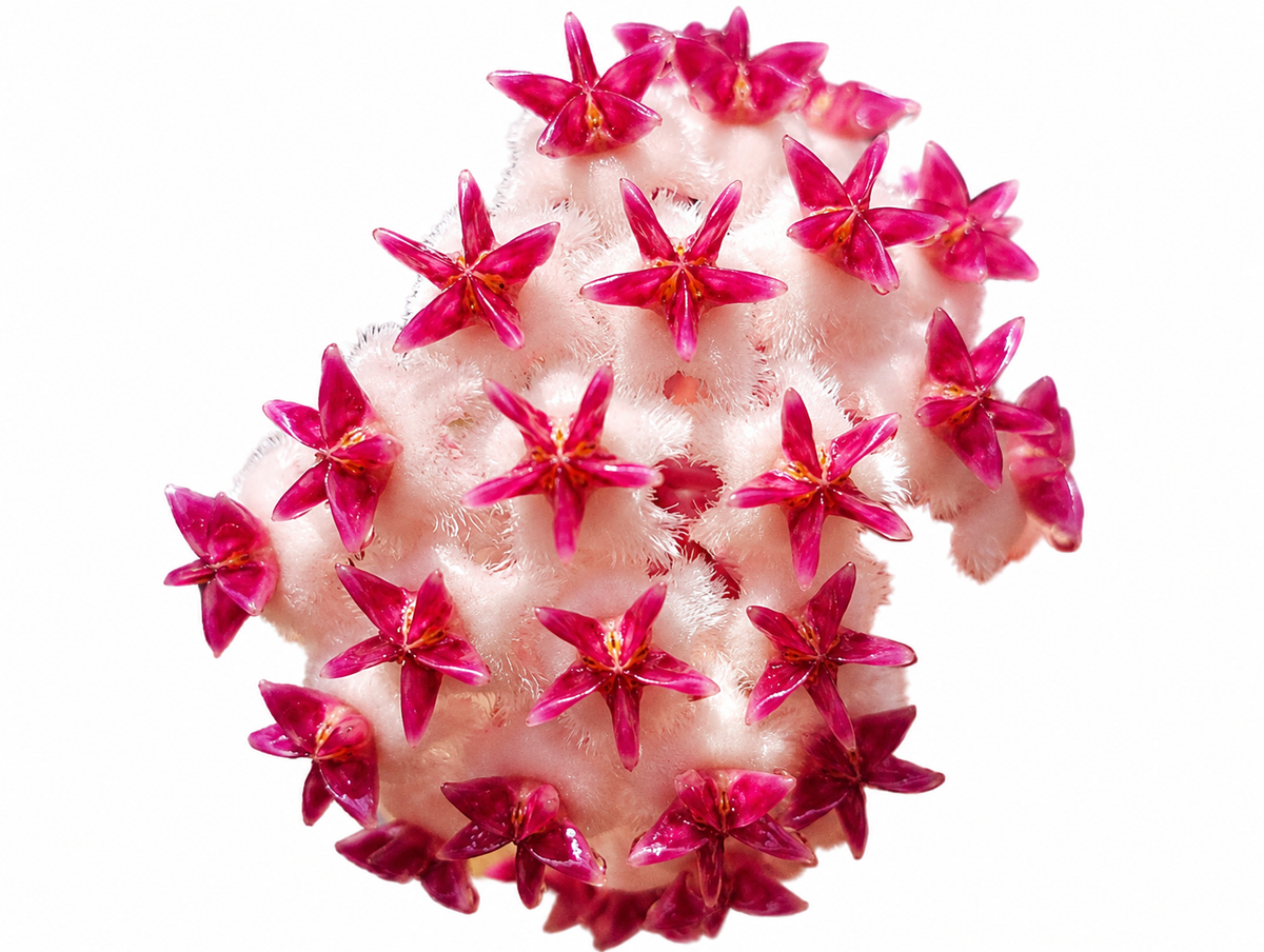 Hoya Erythrostemma Silver