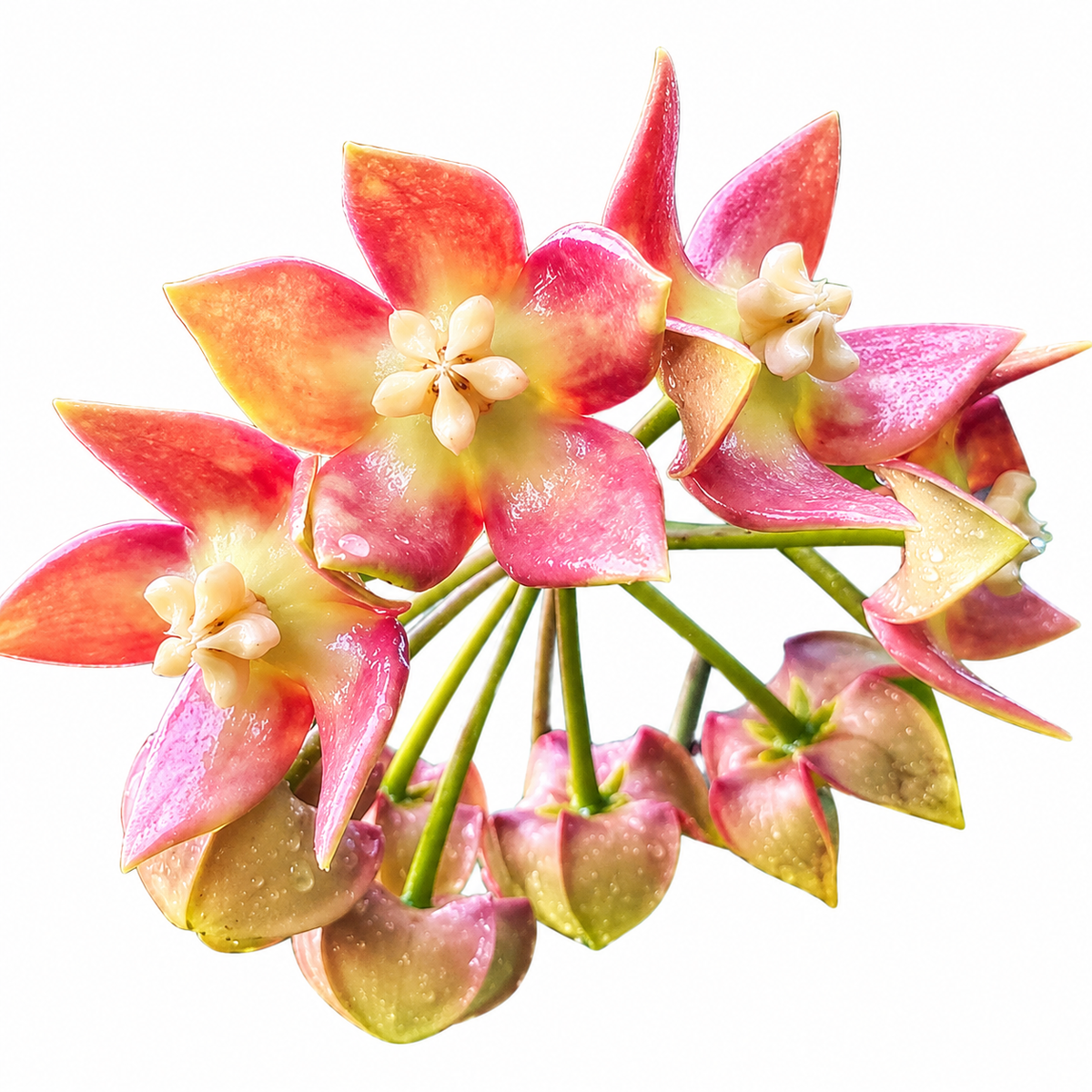 Hoya Imperialis Palawan