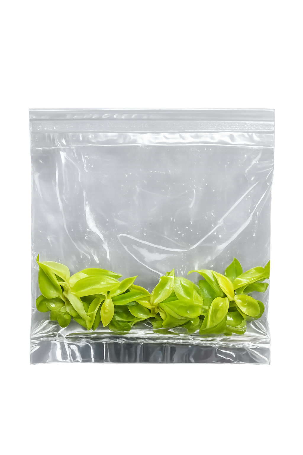 Philodendron Cherry Red TC (5 plants)