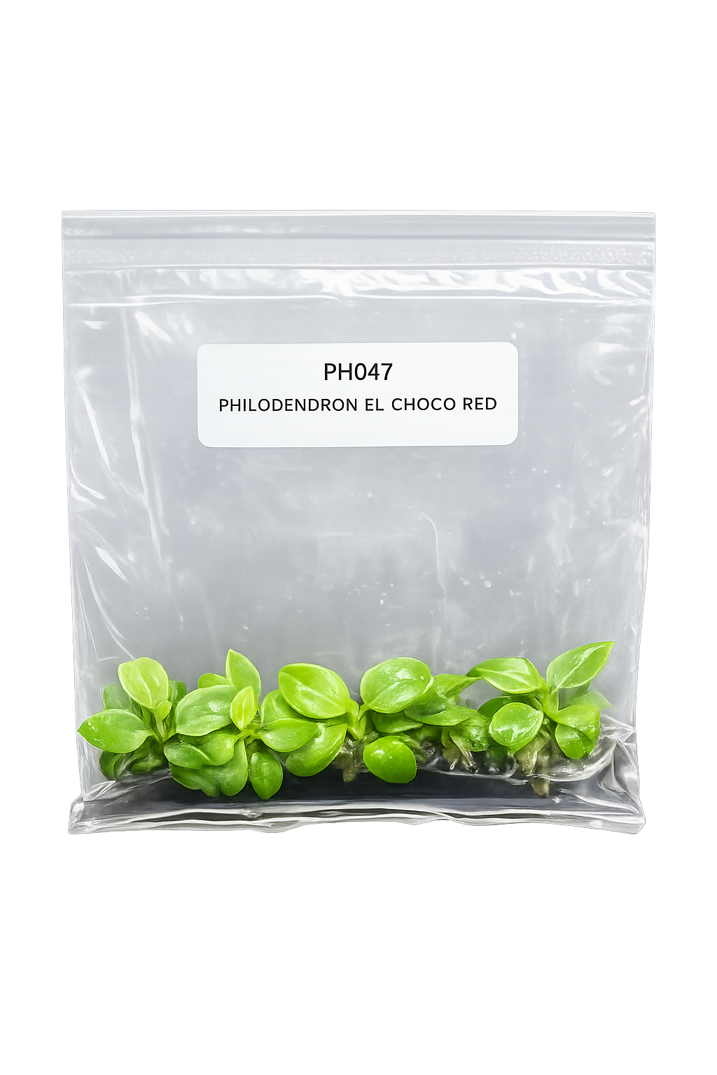 Philodendron El Choco Red TC (5 plants)