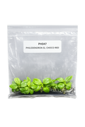 Philodendron El Choco Red TC (5 plants)