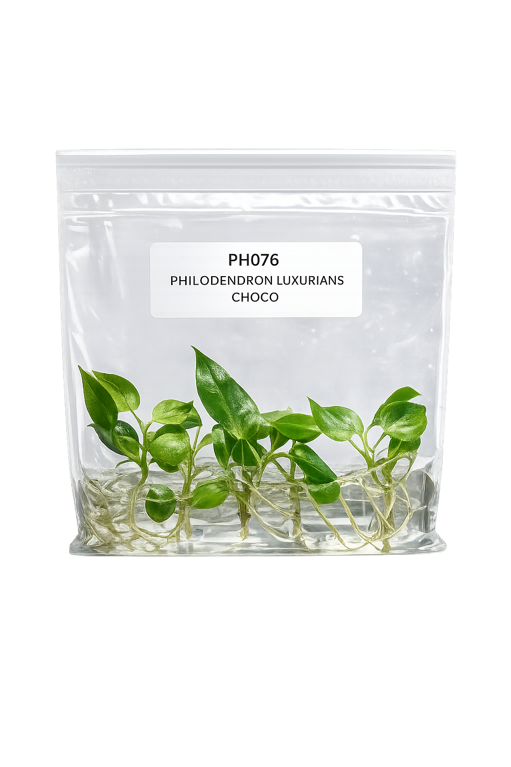 Philodendron Luxurians Choco TC (5 plants)