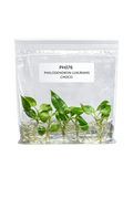 Philodendron Luxurians Choco TC (5 plants)
