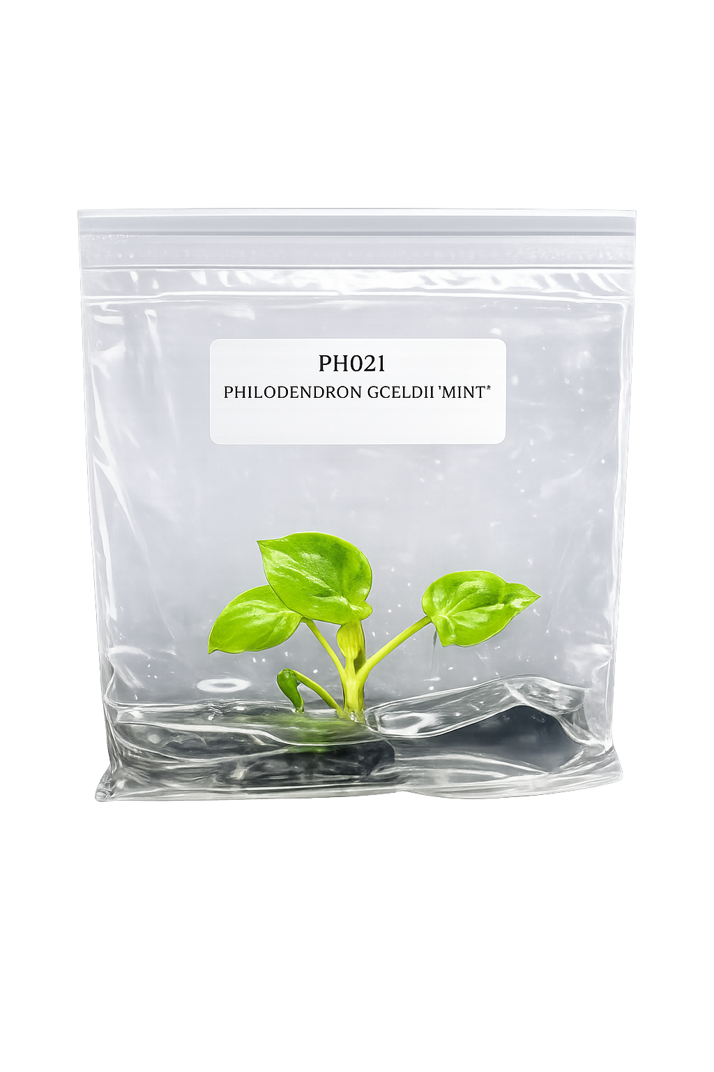Philodendron Goeldii Mint TC