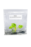 Philodendron Goeldii Mint TC