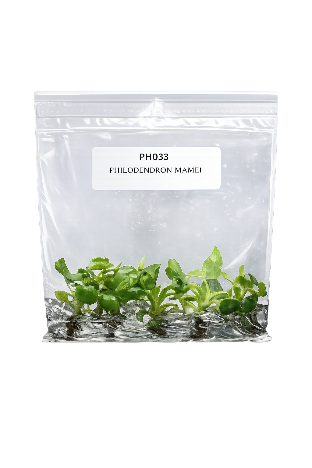 Philodendron Mamei TC (5 plants)