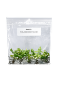 Philodendron Mamei TC (5 plants)
