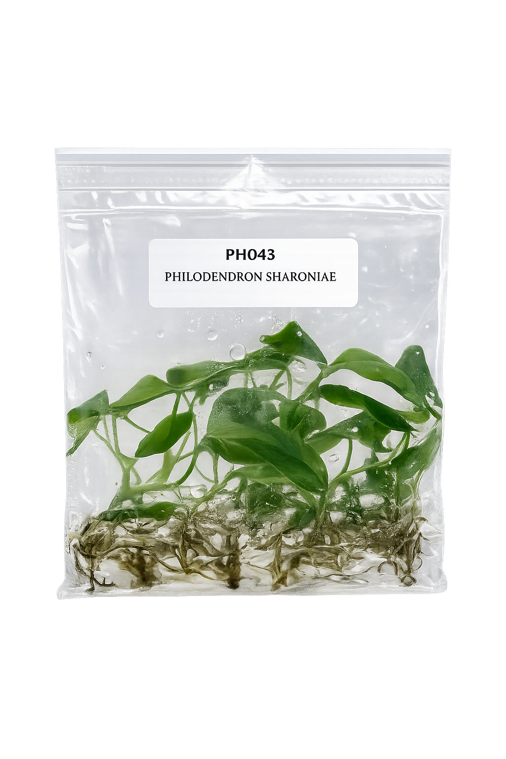 Philodendron Sharoniae TC (5 plants)