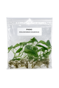 Philodendron Sharoniae TC (5 plants)
