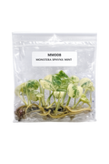 Monstera Sphynx Mint TC (10 plants)