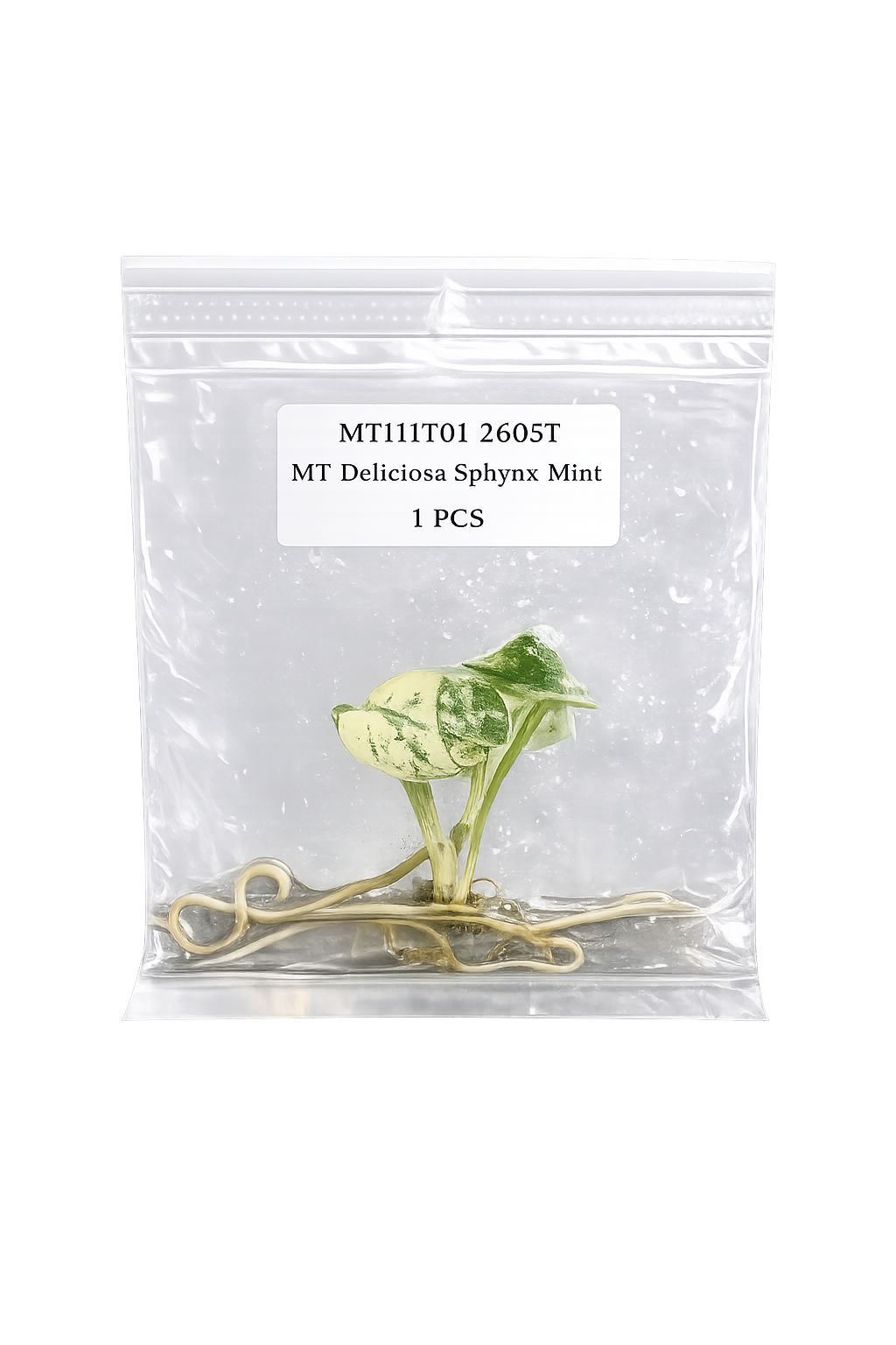 Monstera Sphinx Mint TC