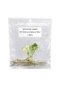Monstera Sphynx Mint TC