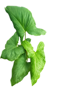 Syngonium Frog of Java