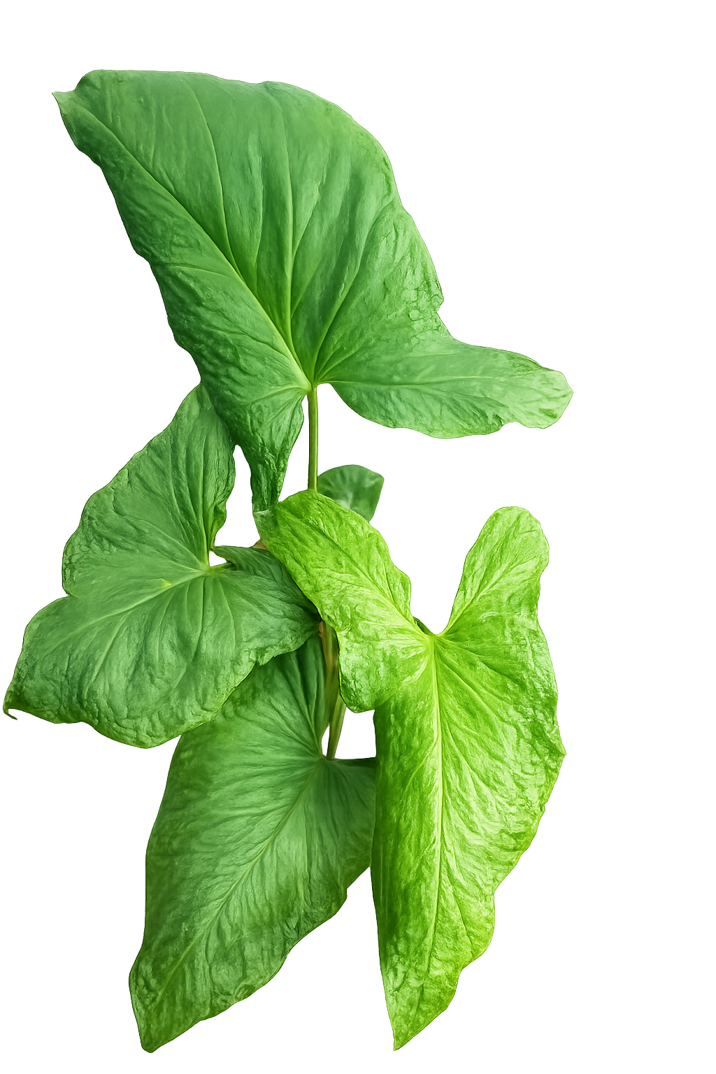 Syngonium Frog of Java