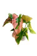 Syngonium Pink Lava