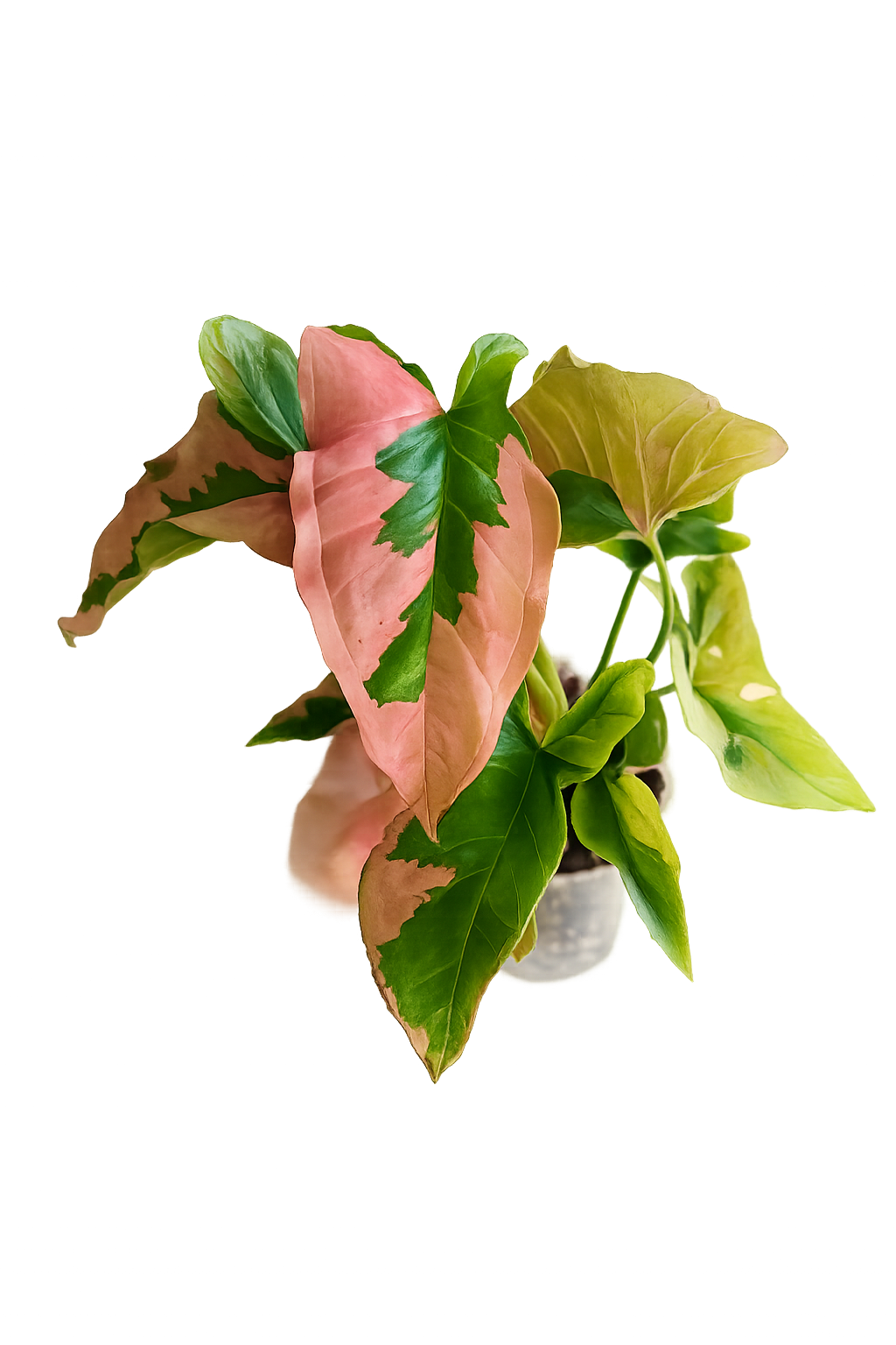 Syngonium Pink Lava