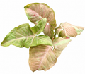 Syngonium Pink Pearl Mutation