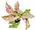 Syngonium Pink Slender