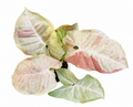 Syngonium Milk Candy