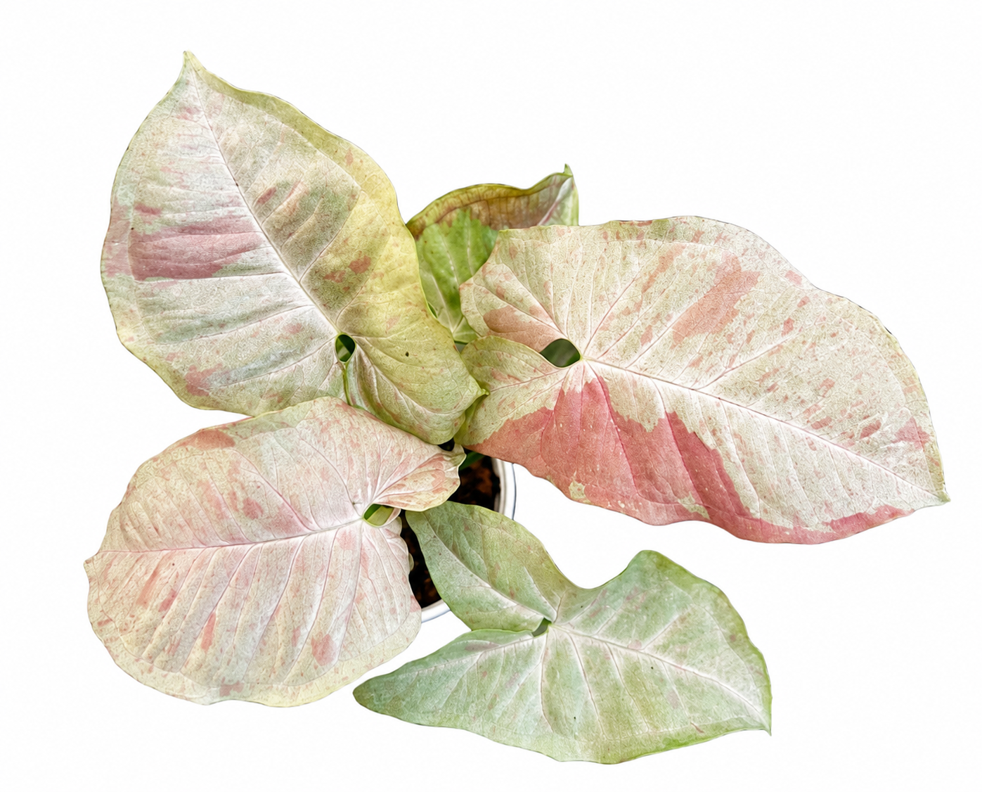 Syngonium Milk Candy