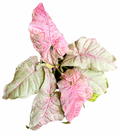 Syngonium Pink Spot Double Variegated