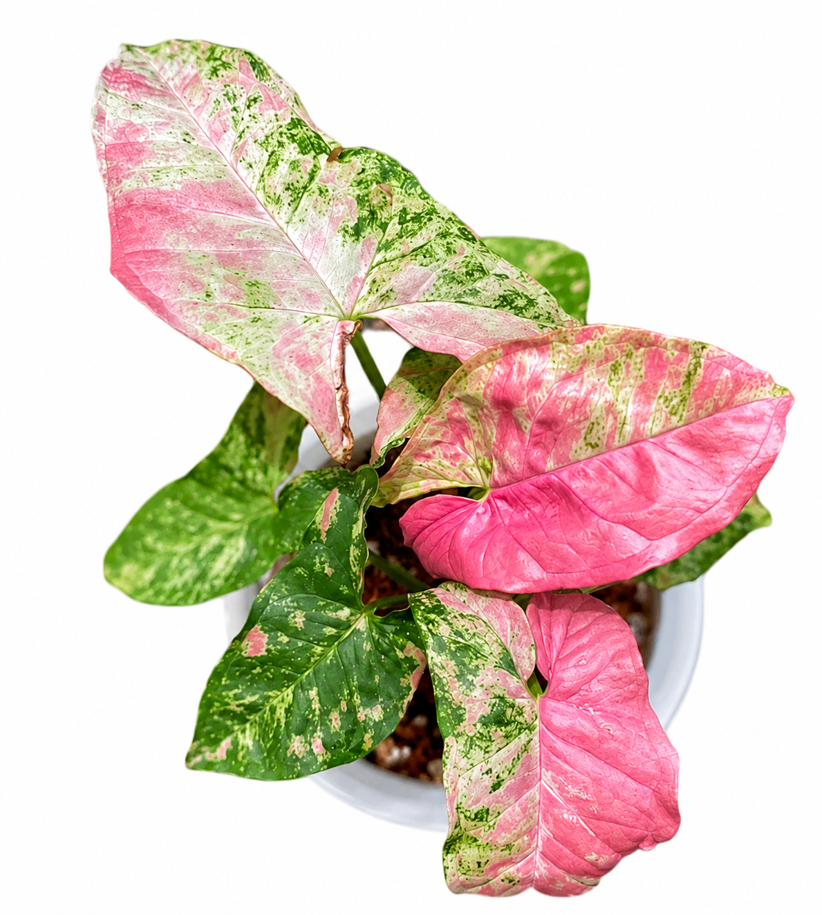 Syngonium Strawberry Princess