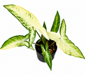 Syngonium Angustatum Variegated