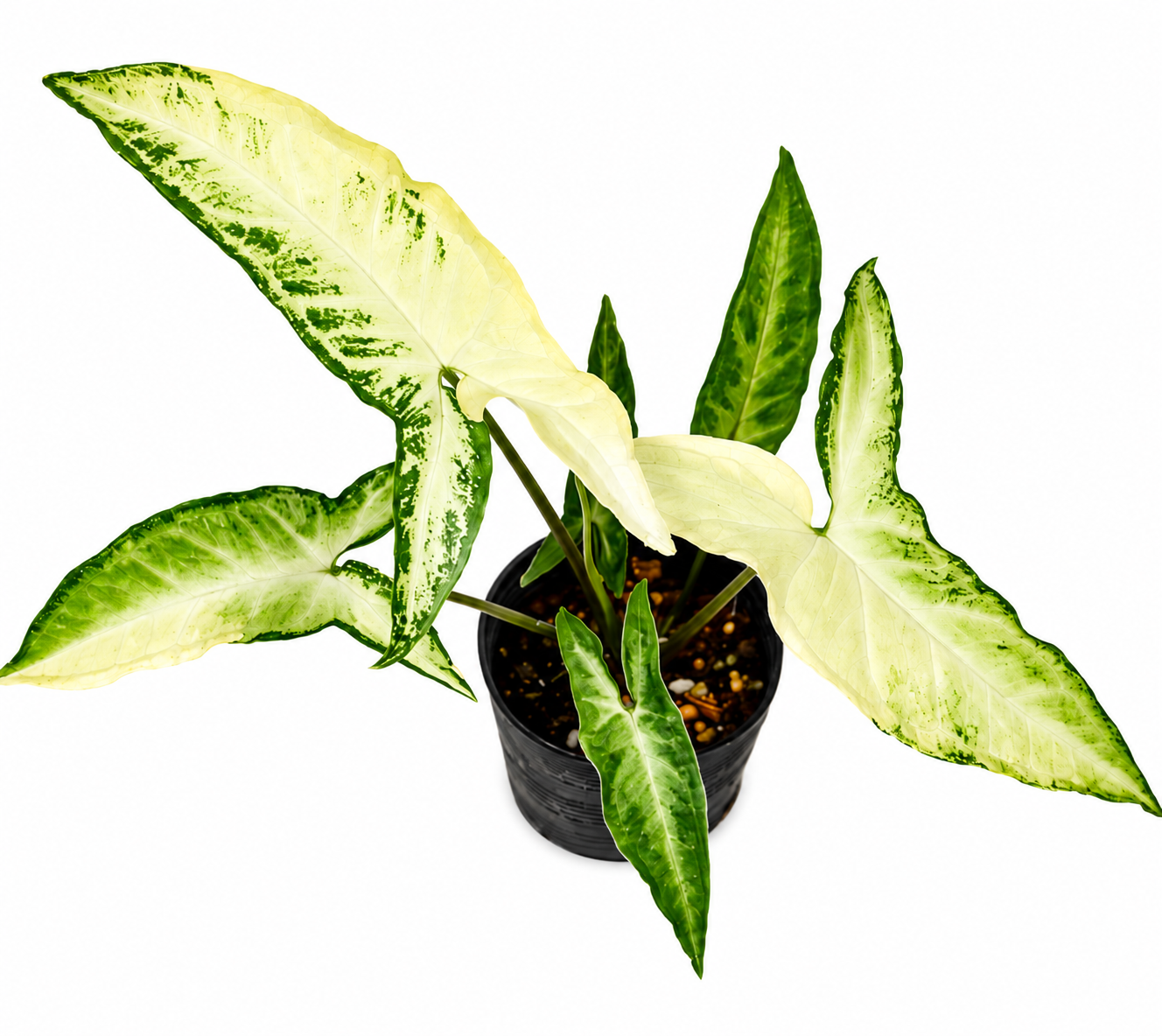 Syngonium Angustatum Variegated