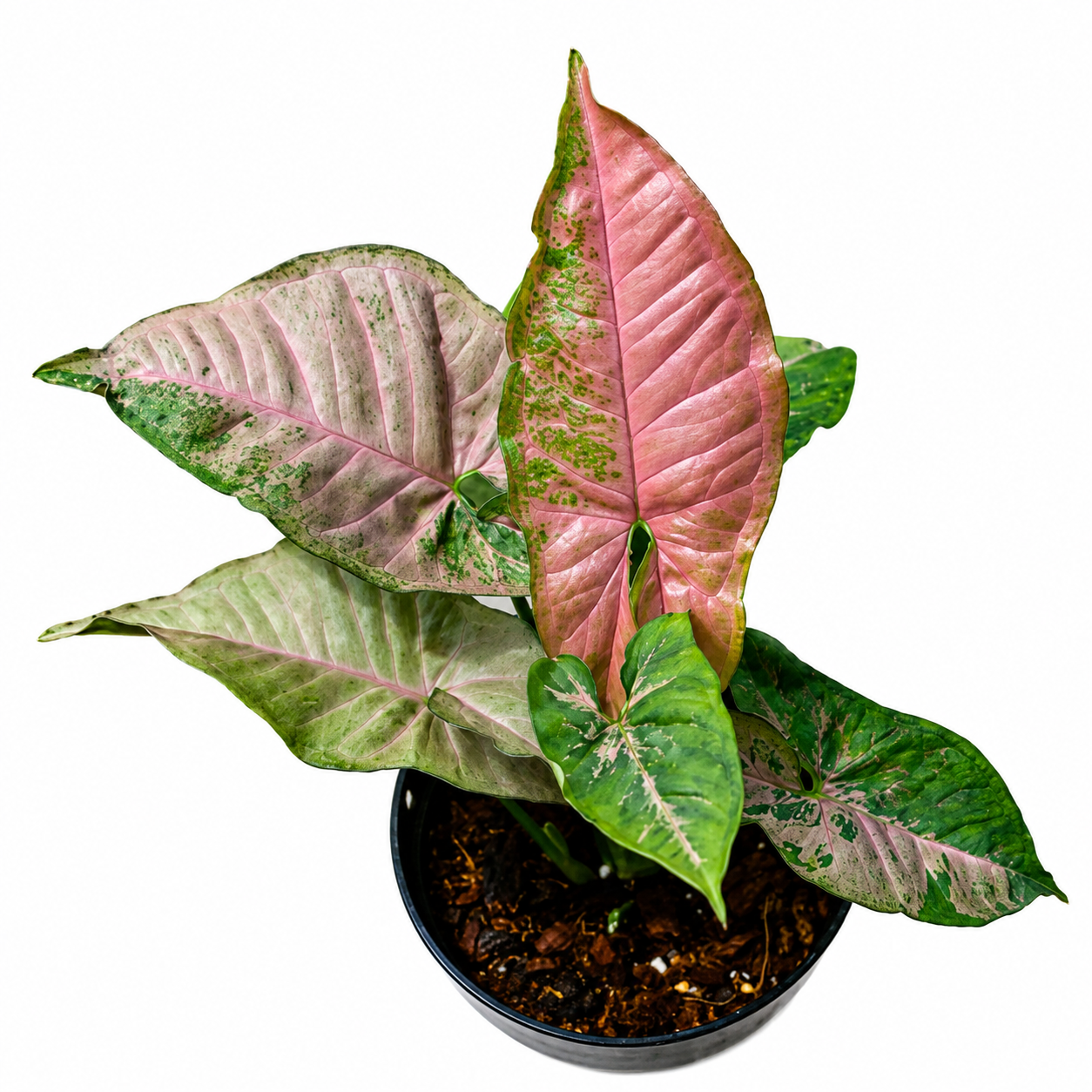 Syngonium Pink Flecked