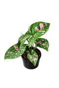 Syngonium Pink Splash Allusion