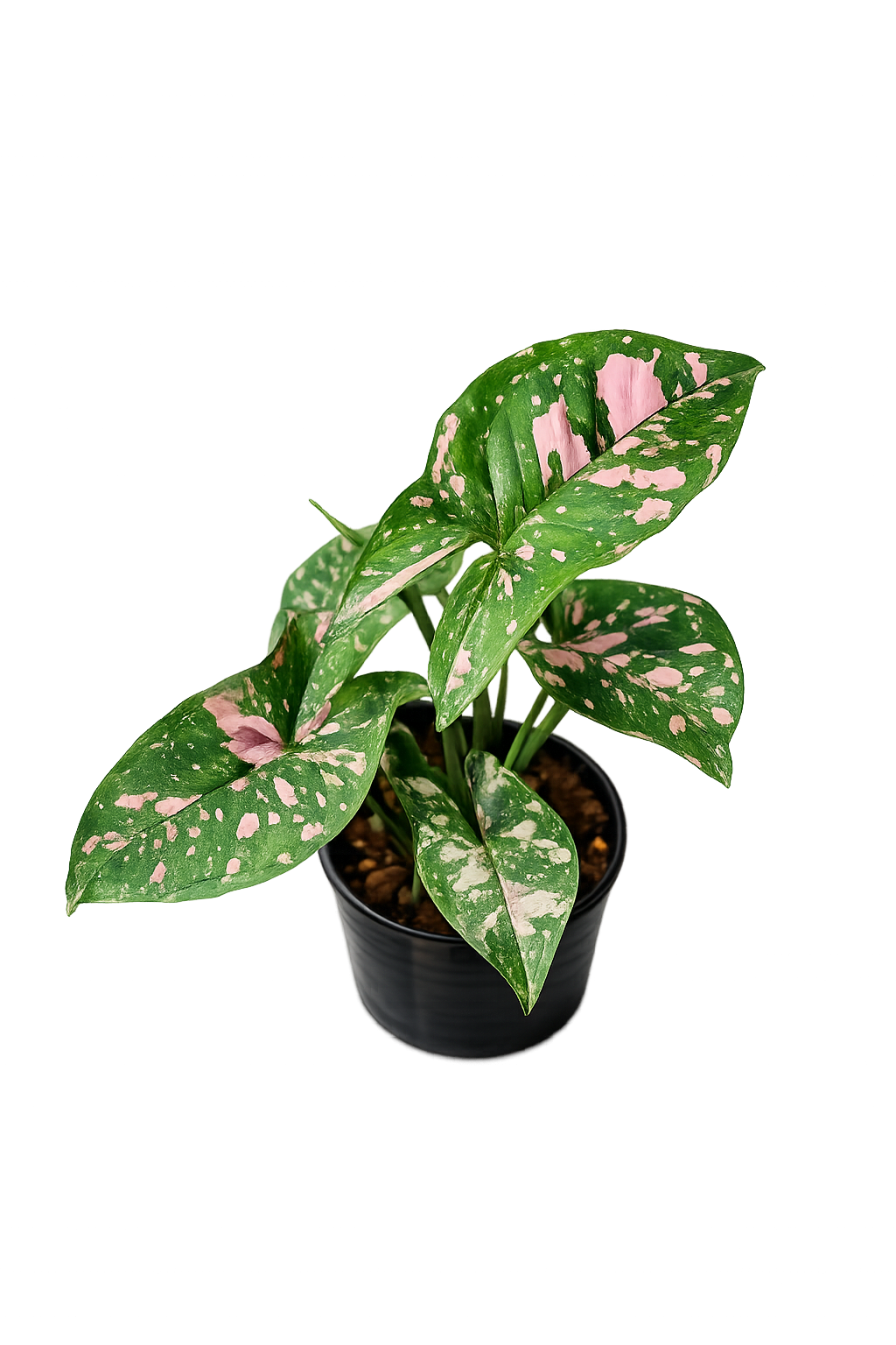 Syngonium Pink Splash Allusion
