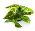 Syngonium Orm Thong Mutation