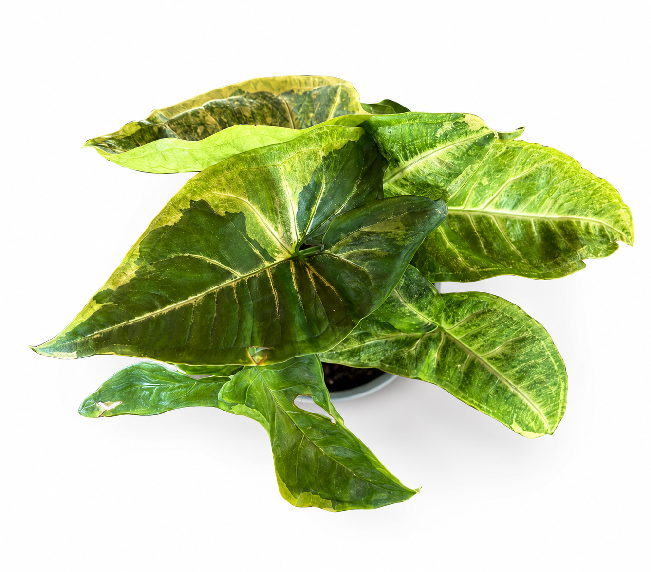 Syngonium Orm Thong Mutation