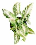 Syngonium Freckles Allusion