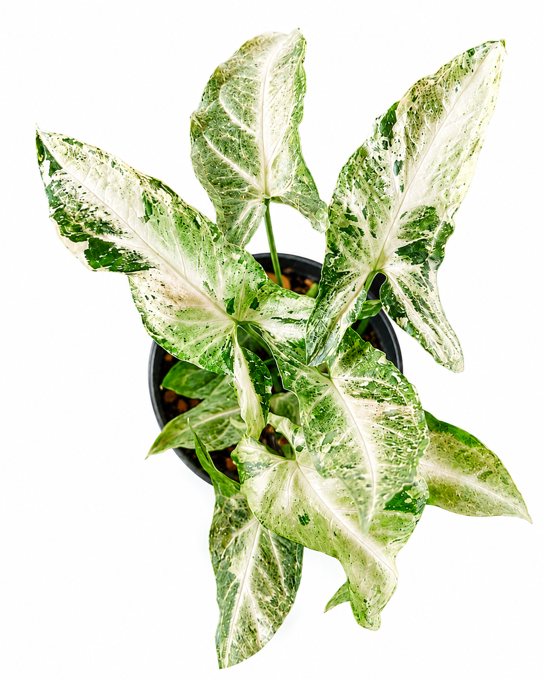 Syngonium Freckles Allusion