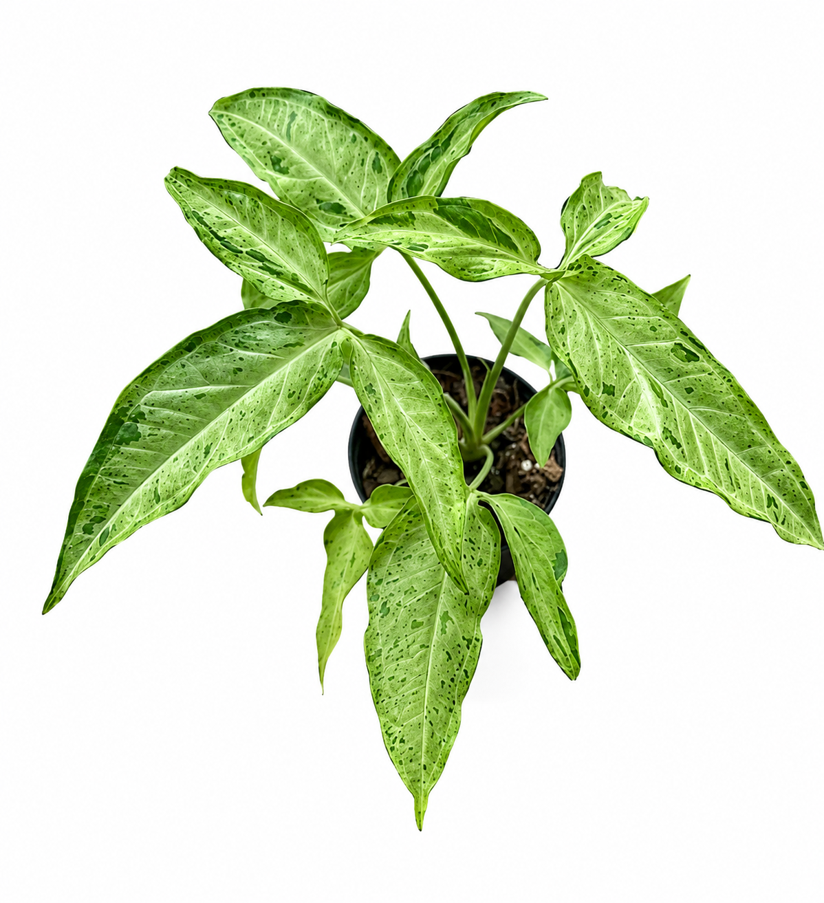 Syngonium Drizzling Rain