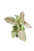 Syngonium Milk Galaxy