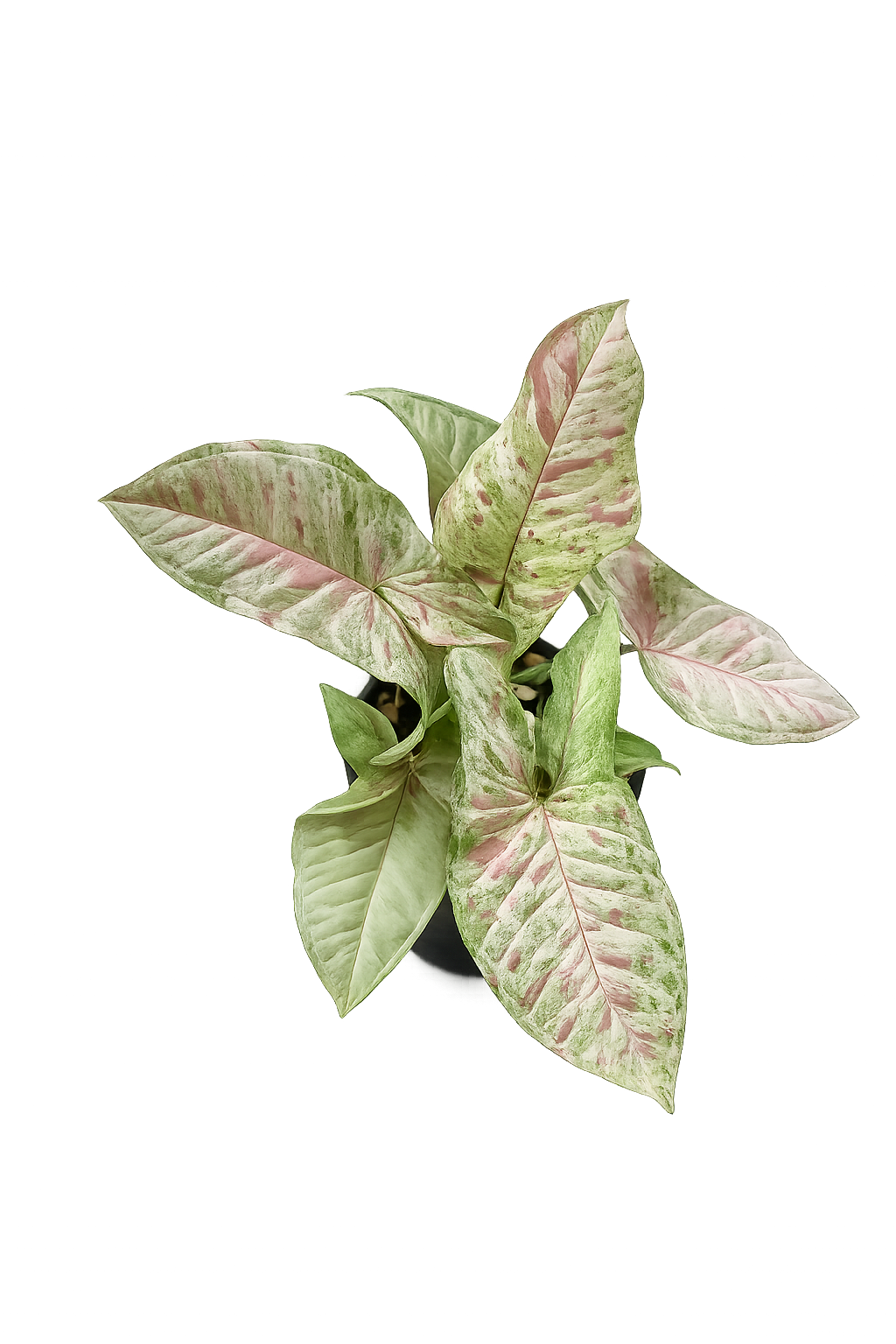 Syngonium Milk Galaxy