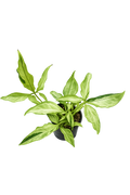 Syngonium Angus Tricolour