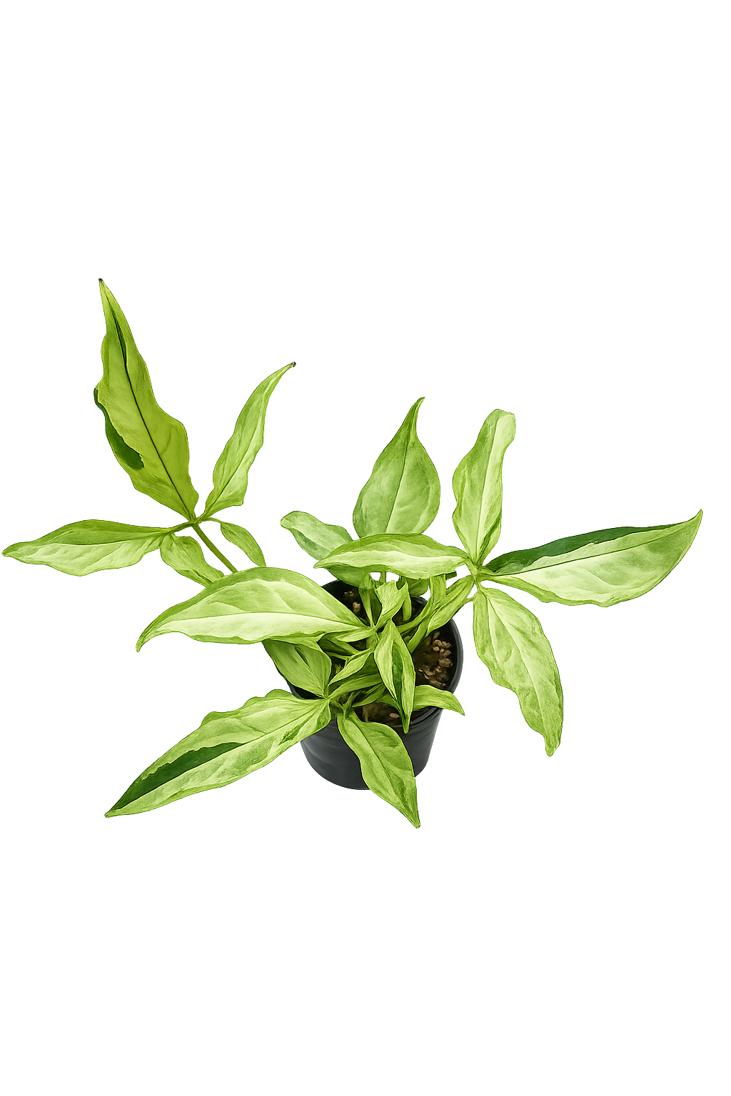 Syngonium Angus Tricolour