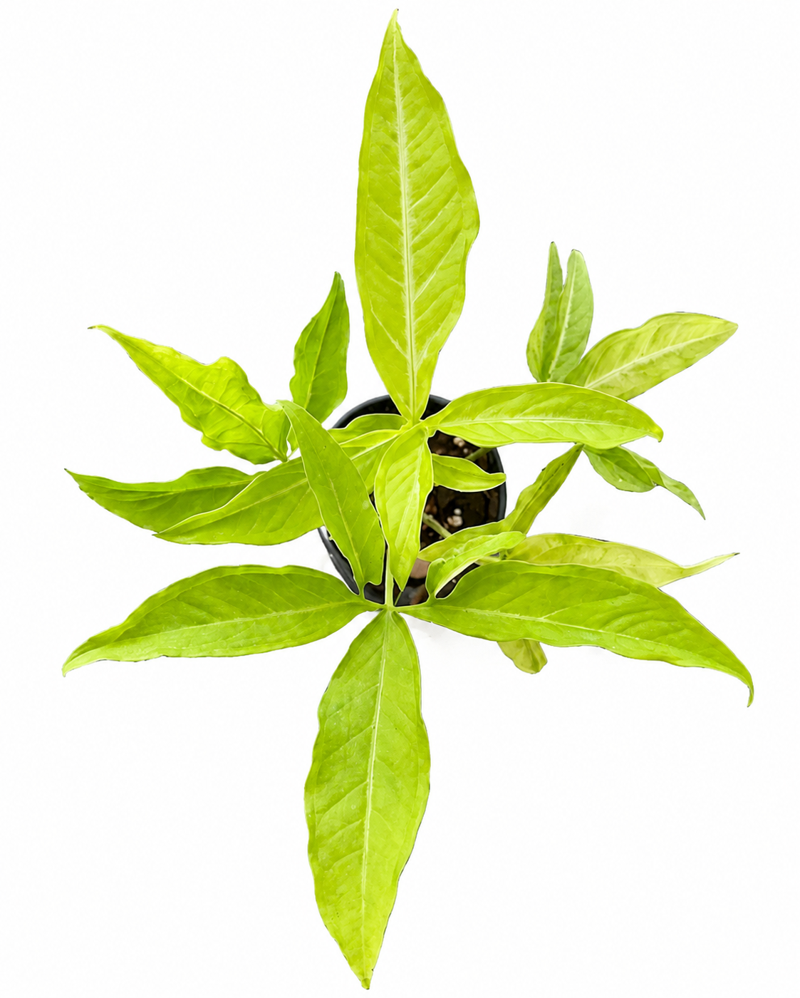Syngonium Angustatum Lemon
