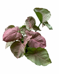 Syngonium Rasamee Pink Flamingo