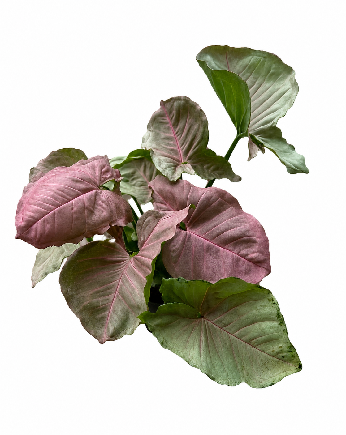 Syngonium Rasamee Pink Flamingo