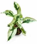 Syngonium Majesty