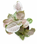 Syngonium Pastel Pink Lady