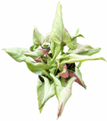 Syngonium Orm Nak Variegated