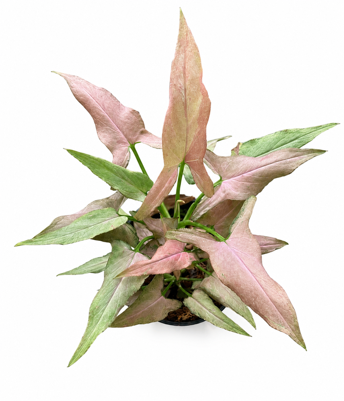 Syngonium Nagpum Pink on Pink