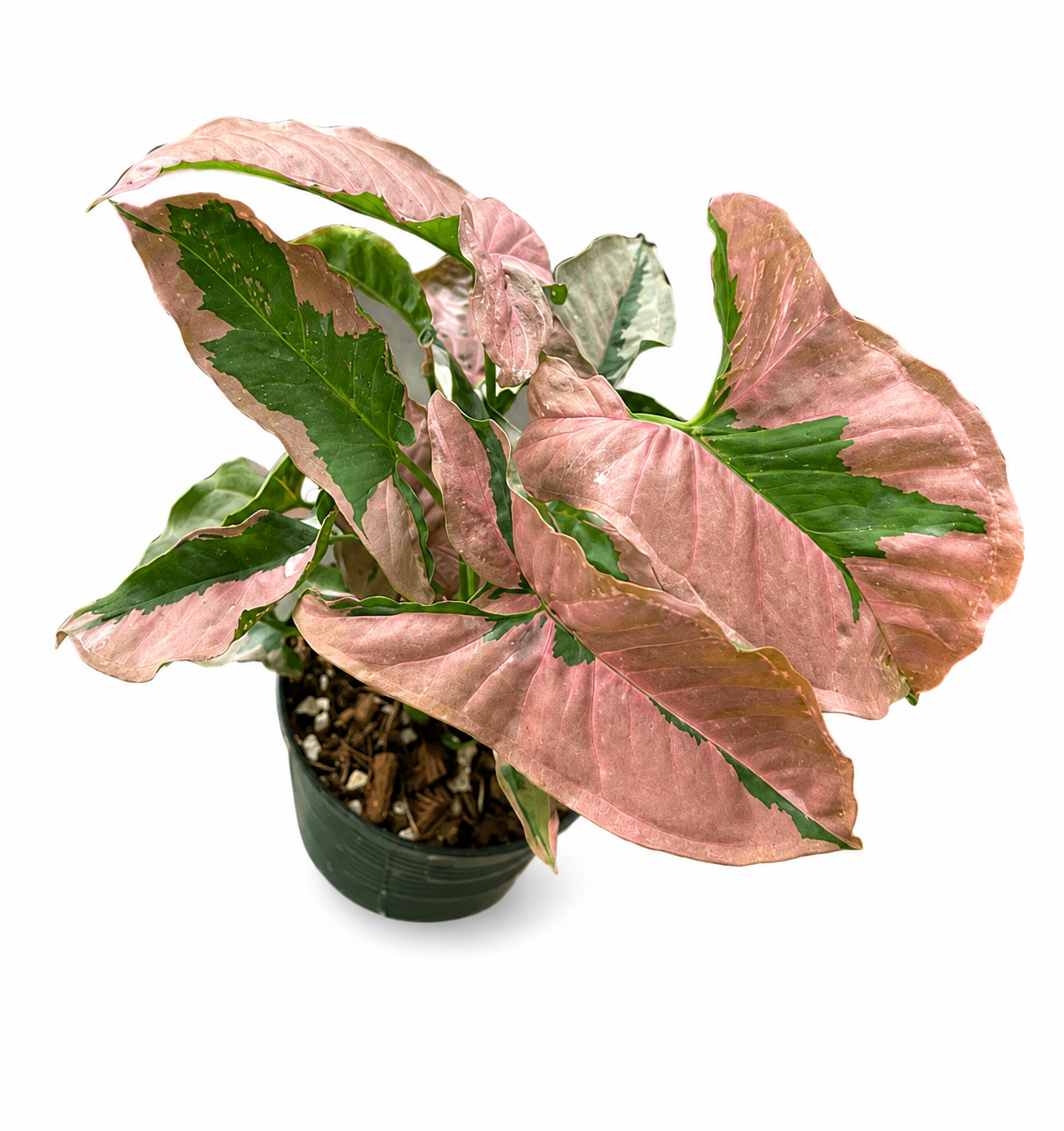 Syngonium Mosaic Lava
