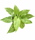 Syngonium Oregano